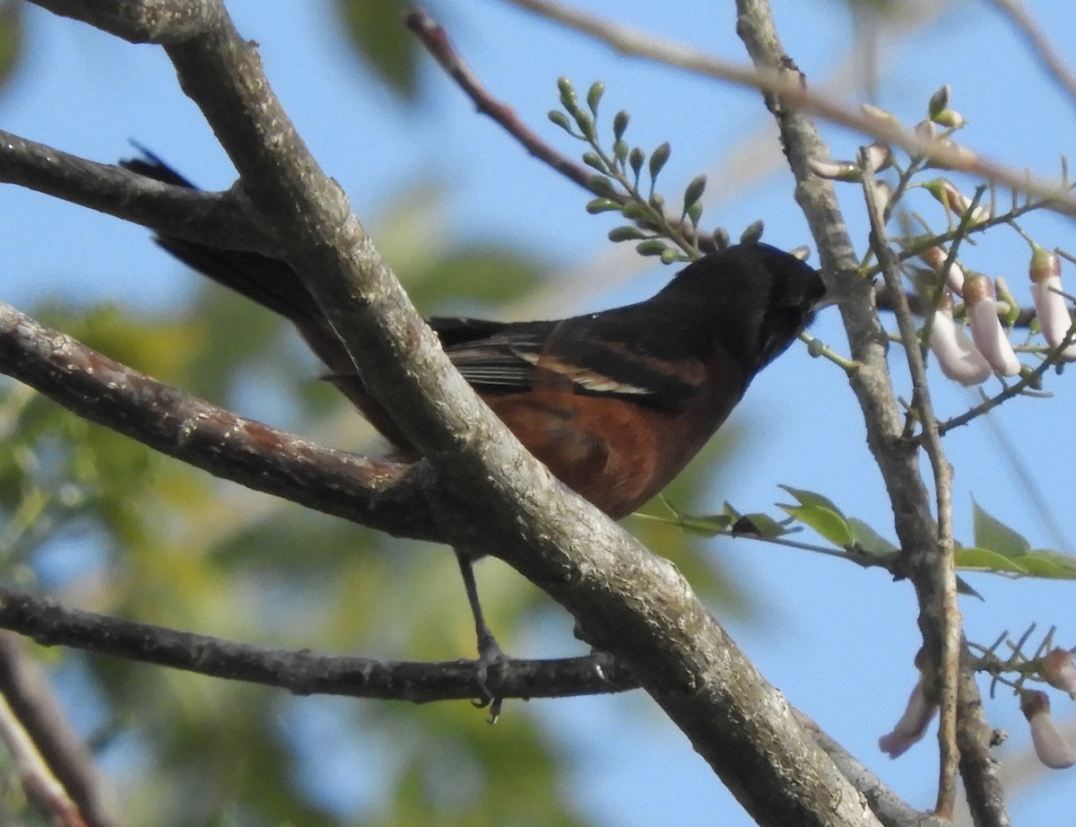 Orchard Oriole - ML142035091