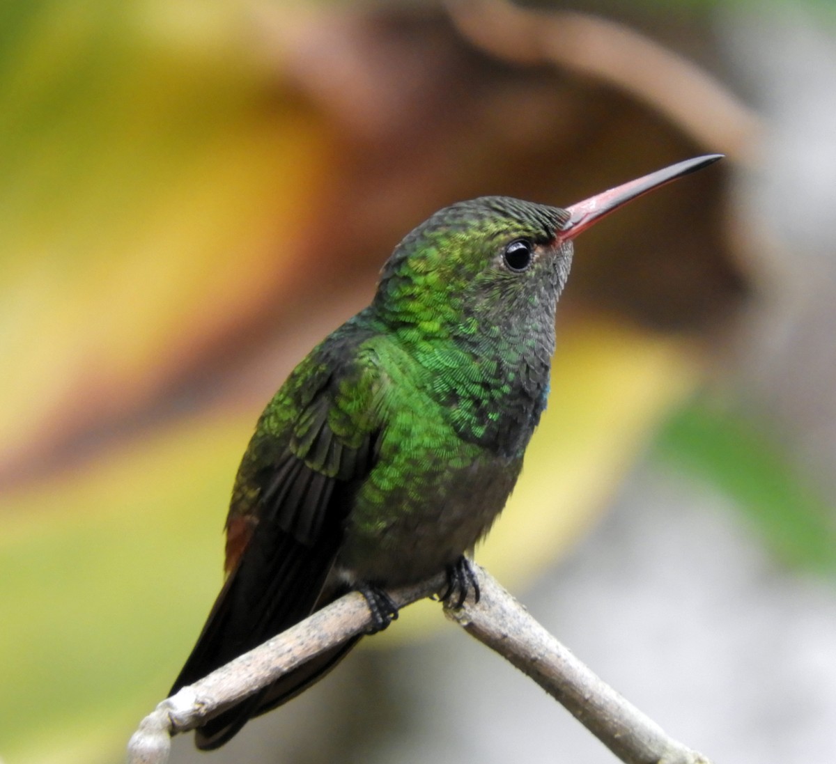 Rufous-tailed Hummingbird - Aarre Ertolahti