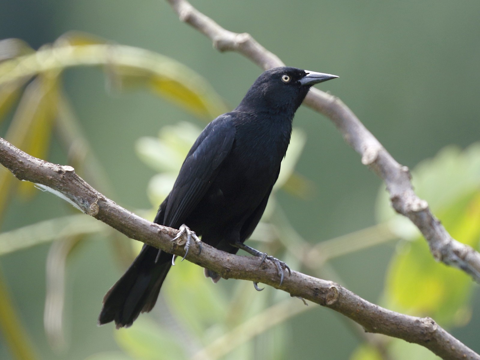 Pale-eyed Blackbird - eBird