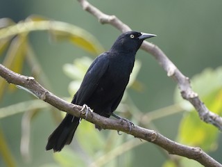  - Pale-eyed Blackbird