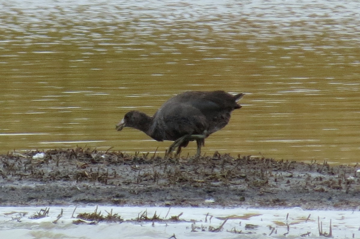 American Coot (Red-shielded) - ML142035831