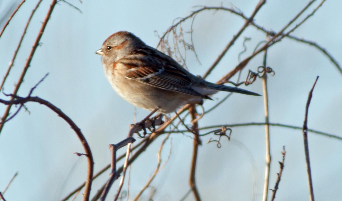 Field Sparrow - Stephen Zipperer