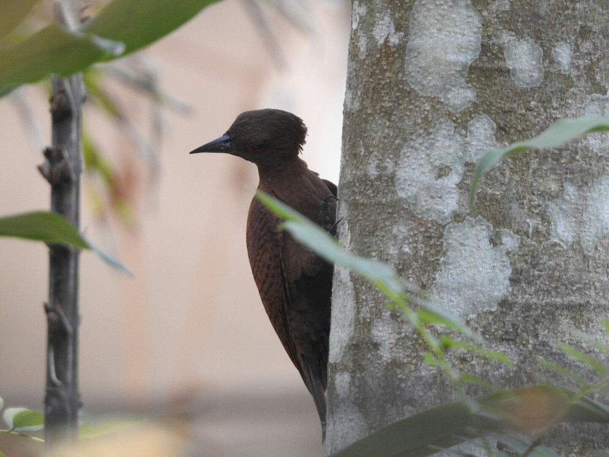 Rufous Woodpecker - ML142036181