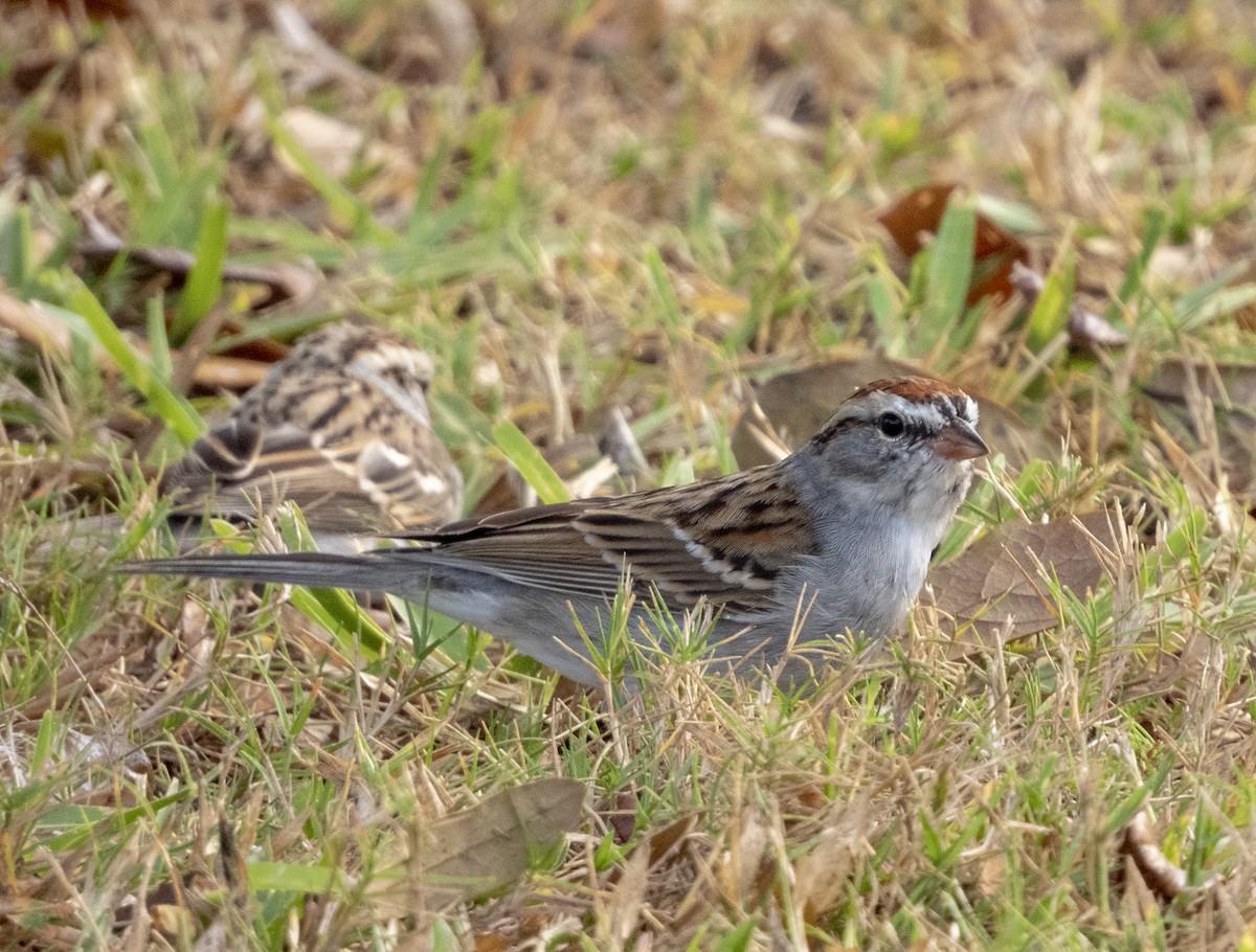 Chipping Sparrow - Norman Pillsbury