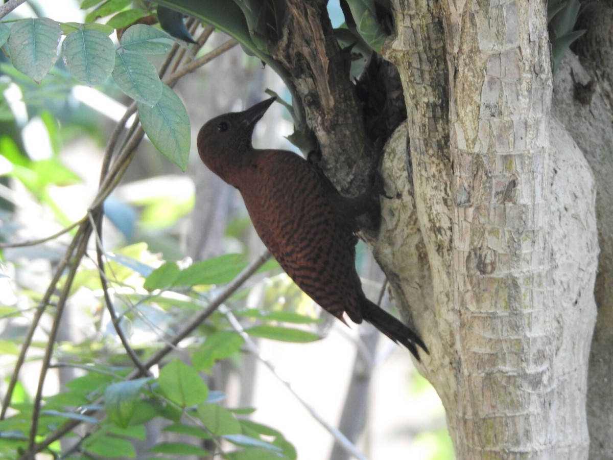 Rufous Woodpecker - ML142036311