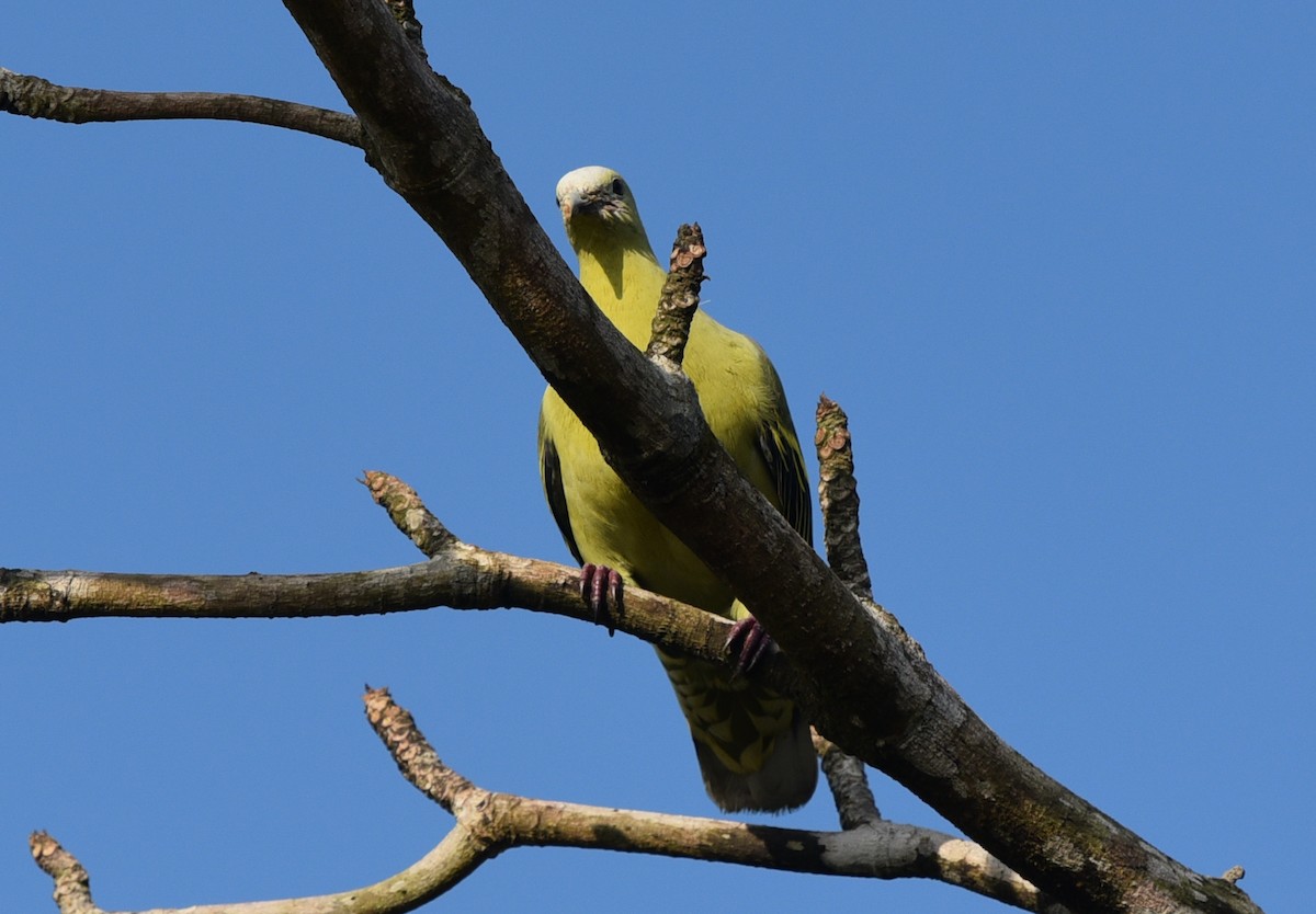 Andaman Green-Pigeon - Bruce Wedderburn