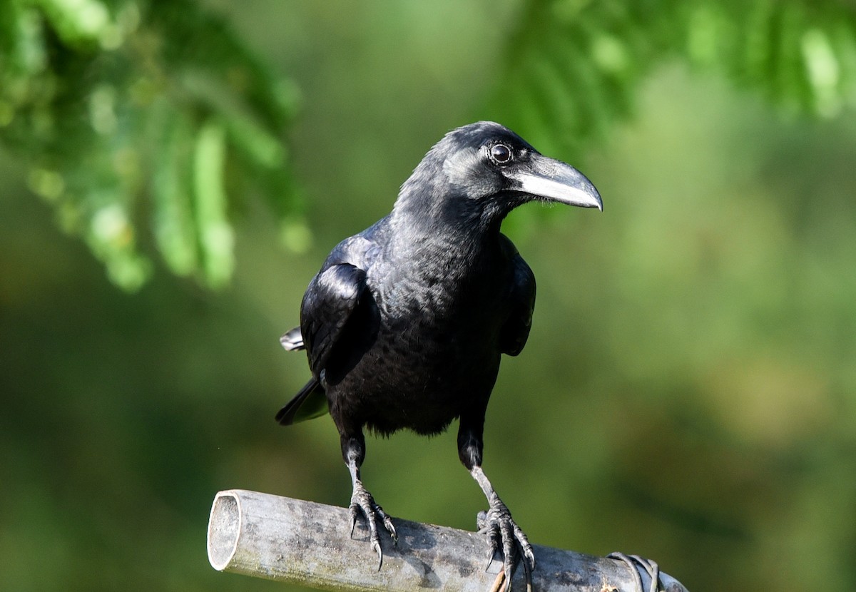 Large-billed Crow - ML142036691