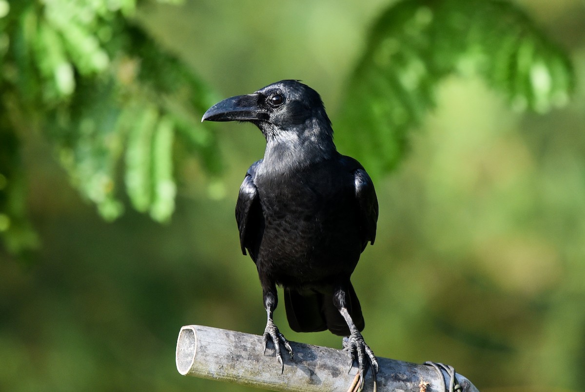 Large-billed Crow - Bruce Wedderburn