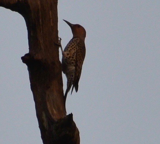 Northern Flicker (Yellow-shafted) - Connor Cochrane