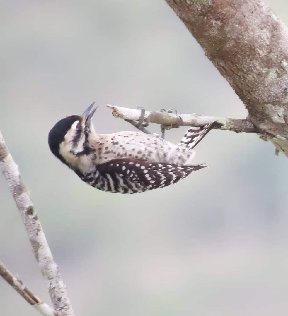 Ladder-backed Woodpecker - carlos corrales