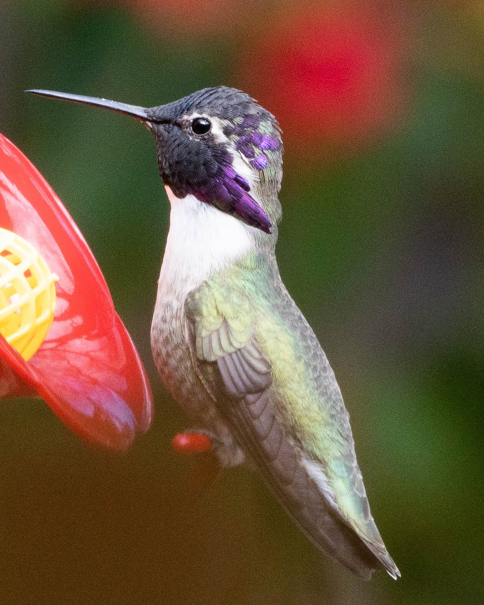Costa's Hummingbird - Robert Traverso