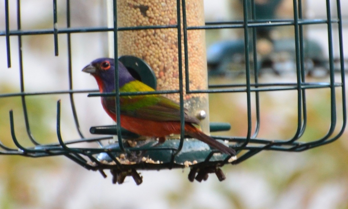 Painted Bunting - Connor Cochrane