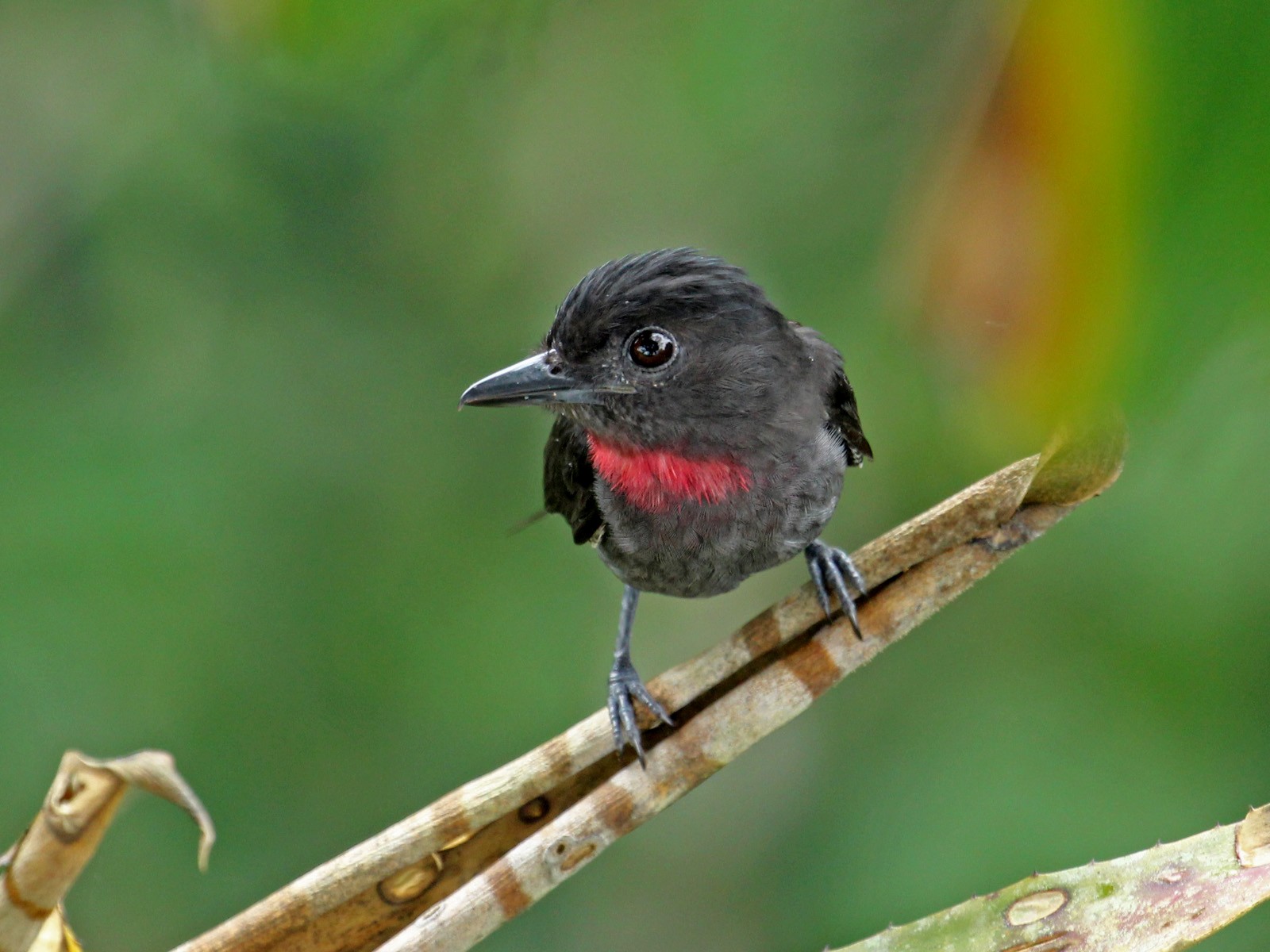 Pink-throated Becard - Charles Gates