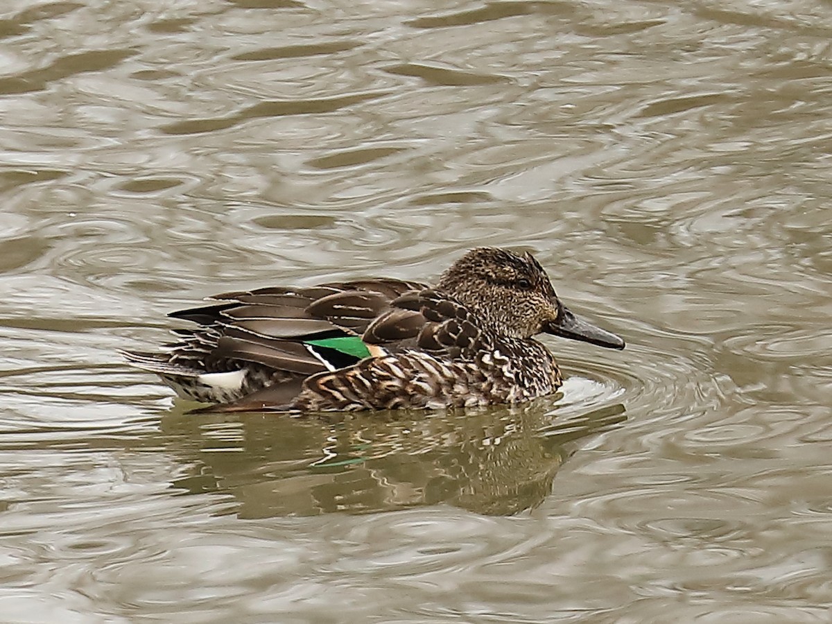 Green-winged Teal - Howard Patterson