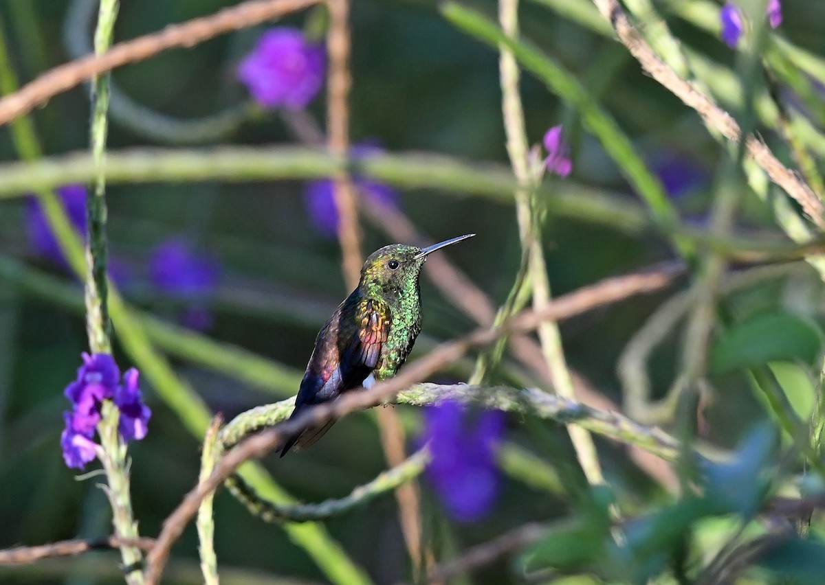 Blue-tailed Hummingbird - Joshua Vandermeulen