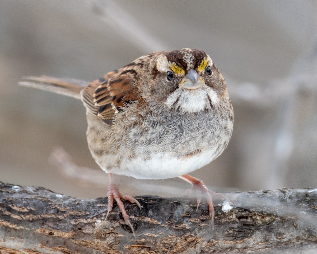 White-throated Sparrow - Nic Allen