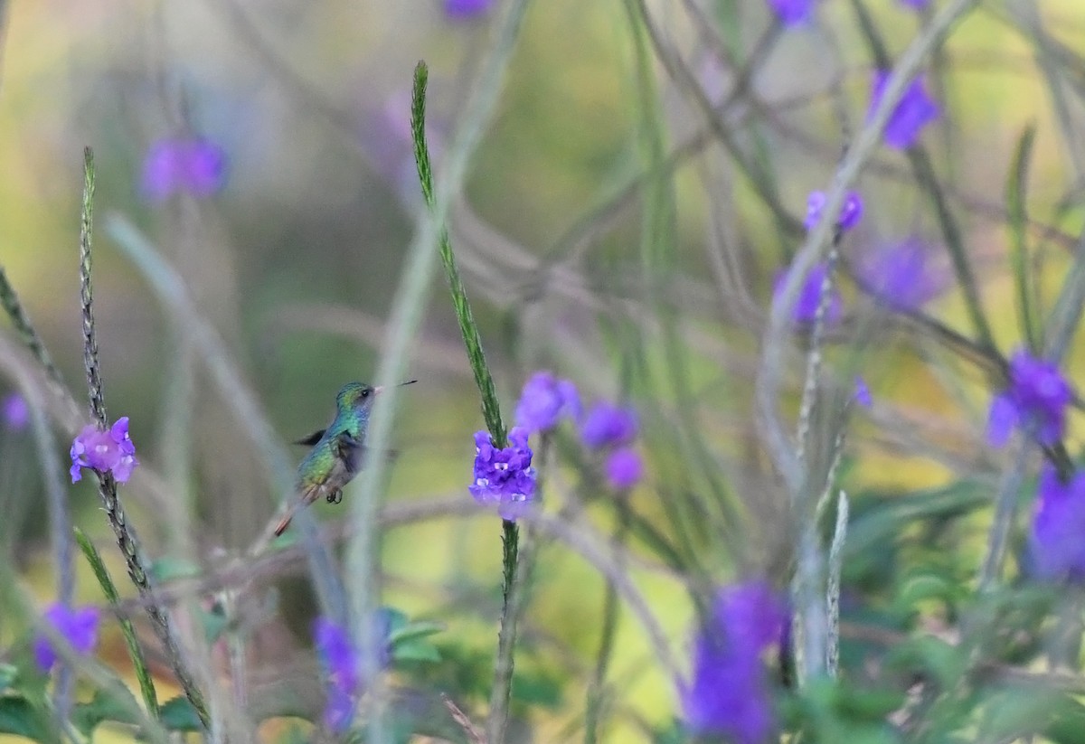 Blue-throated Goldentail - Joshua Vandermeulen