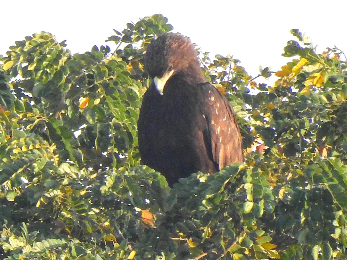 Greater Spotted Eagle - John Sandve