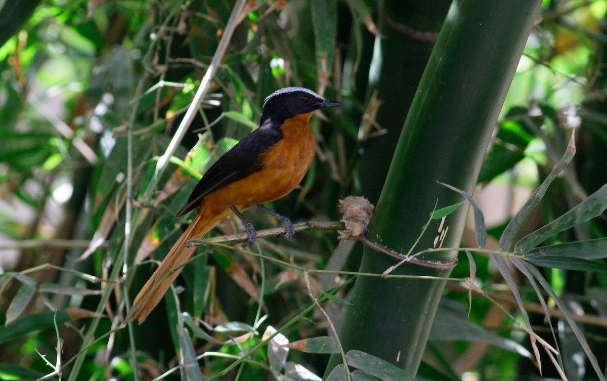 White-crowned Robin-Chat - ML142042541
