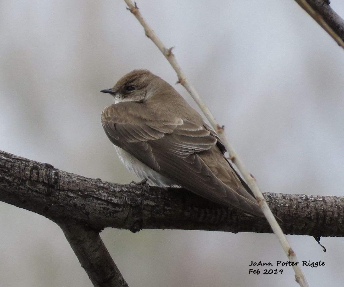 Northern Rough-winged Swallow - ML142042681