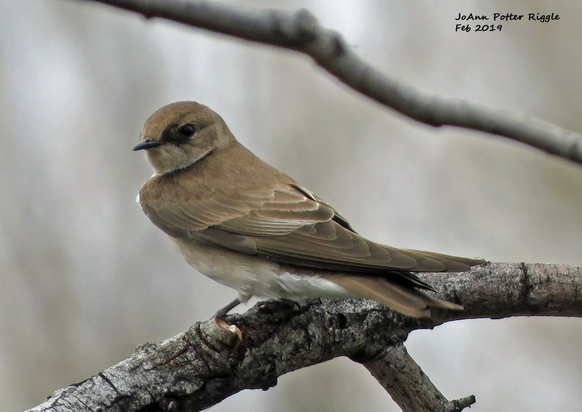 Northern Rough-winged Swallow - ML142042691