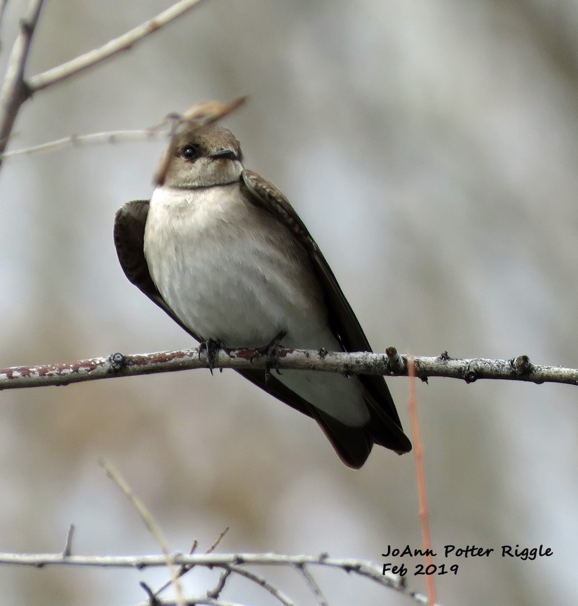 Northern Rough-winged Swallow - ML142042711