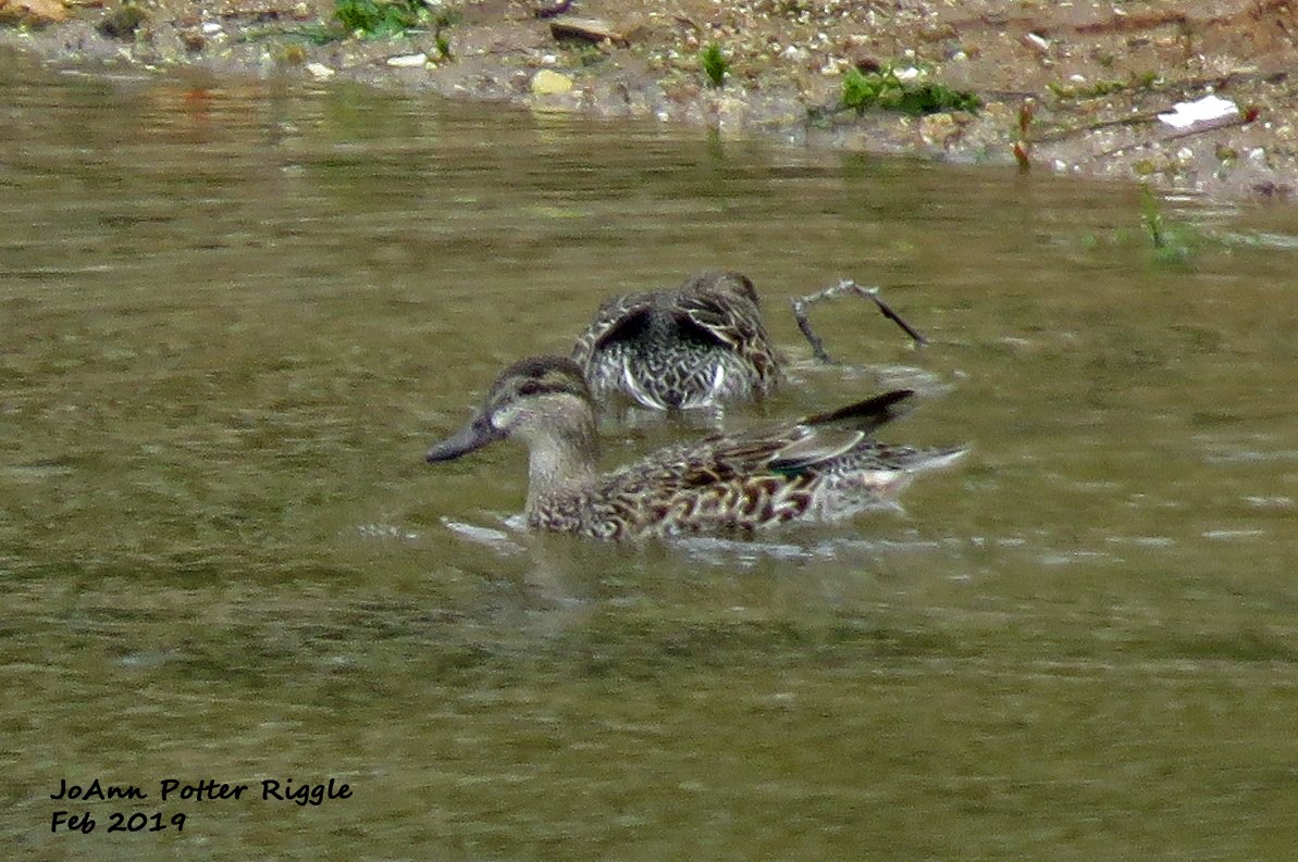 Green-winged Teal - ML142042871
