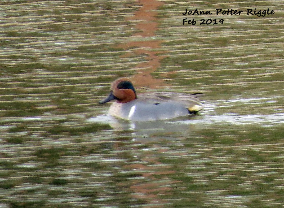 Green-winged Teal - ML142042891