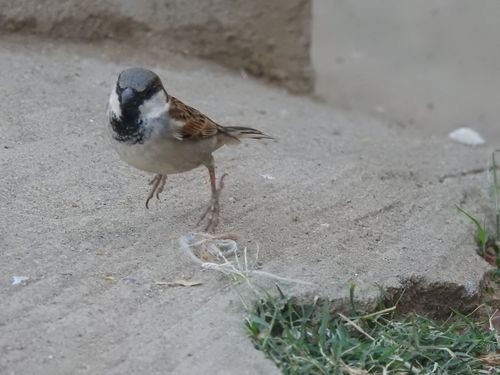 House Sparrow - Partha sarathy