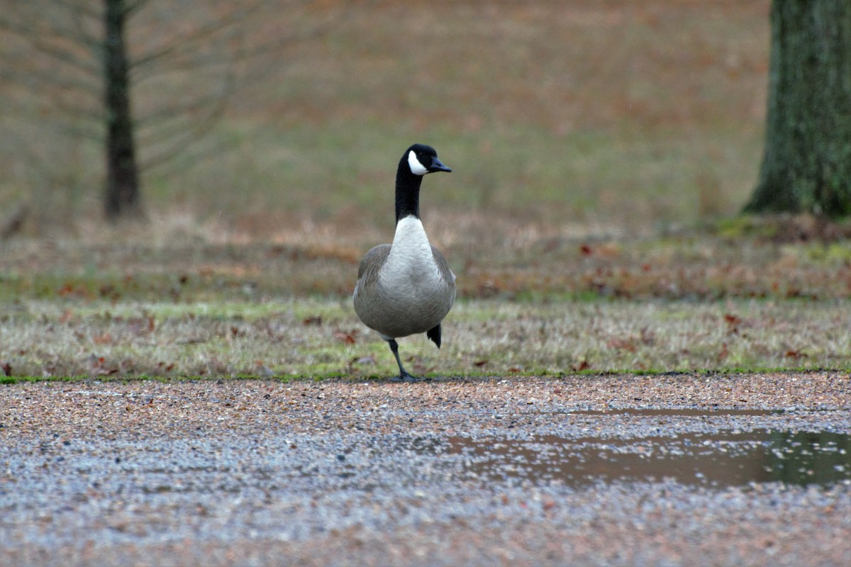 Canada Goose - Andrew Lydeard