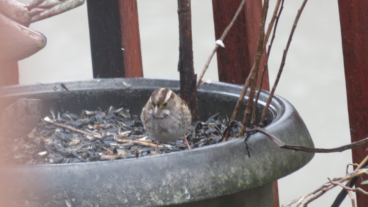 White-throated Sparrow - Fran Loyd