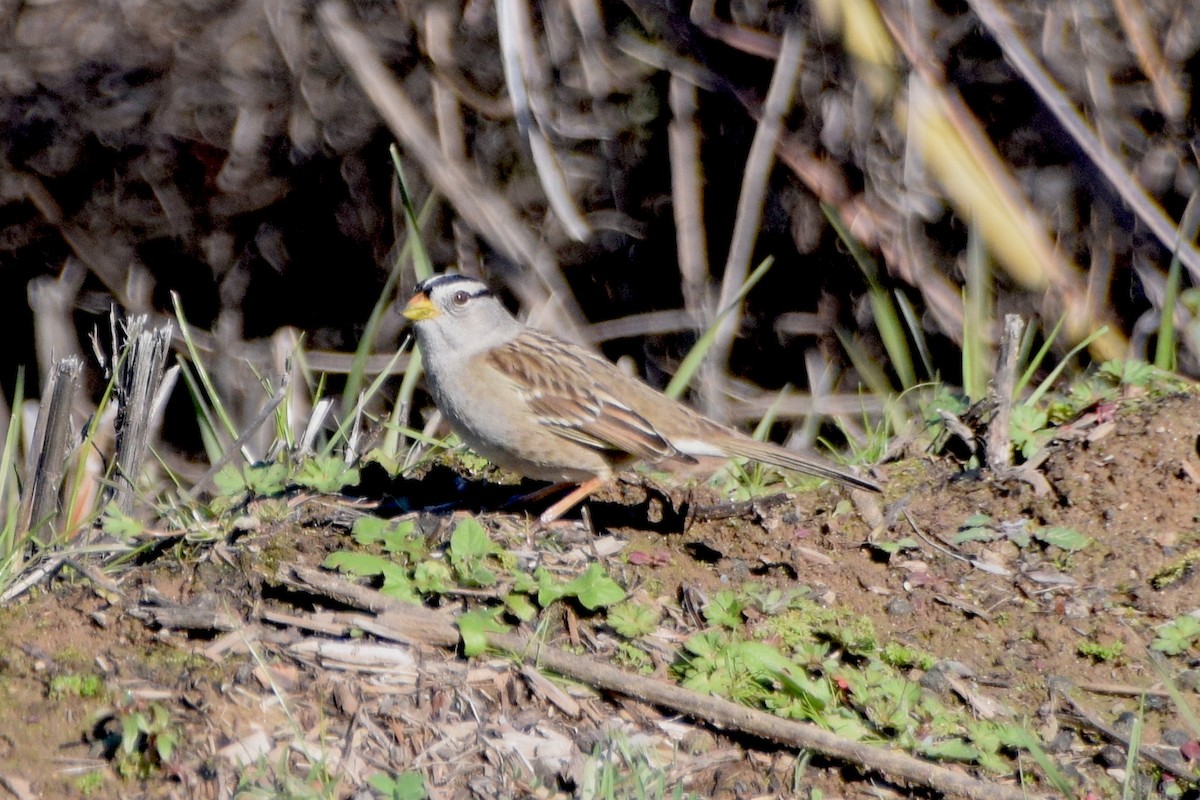 White-crowned Sparrow (pugetensis) - ML142043431