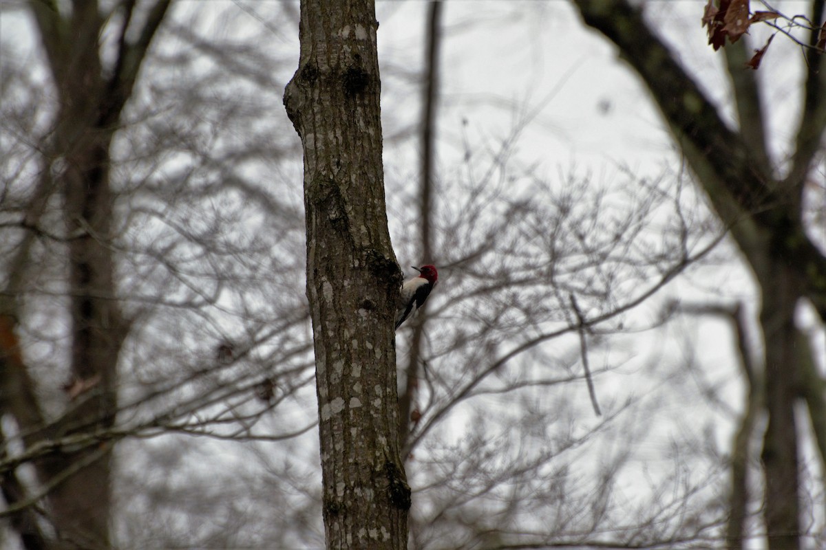 Red-headed Woodpecker - Andrew Lydeard