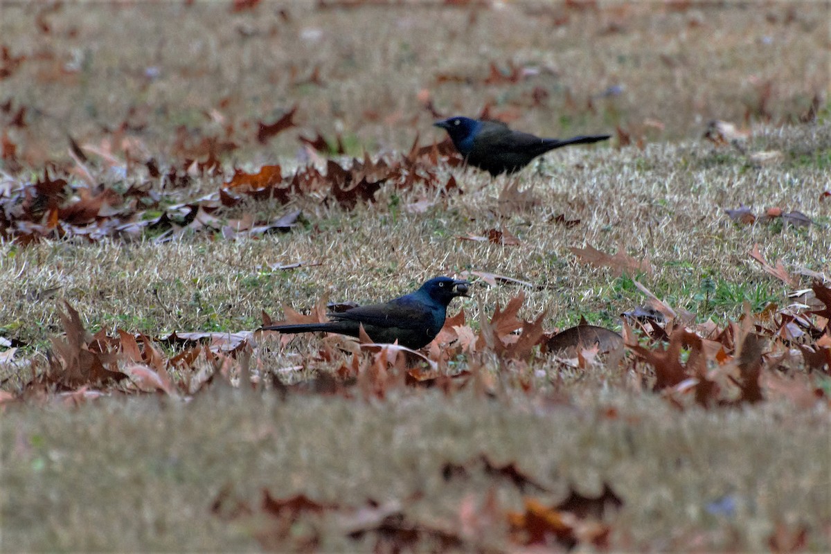 Common Grackle - Andrew Lydeard