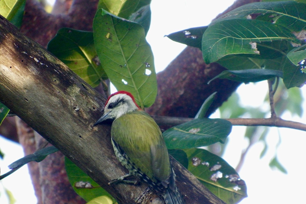 Cuban Green Woodpecker - Deirdre Robinson