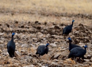 Helmeted Guineafowl - Carole Outwater