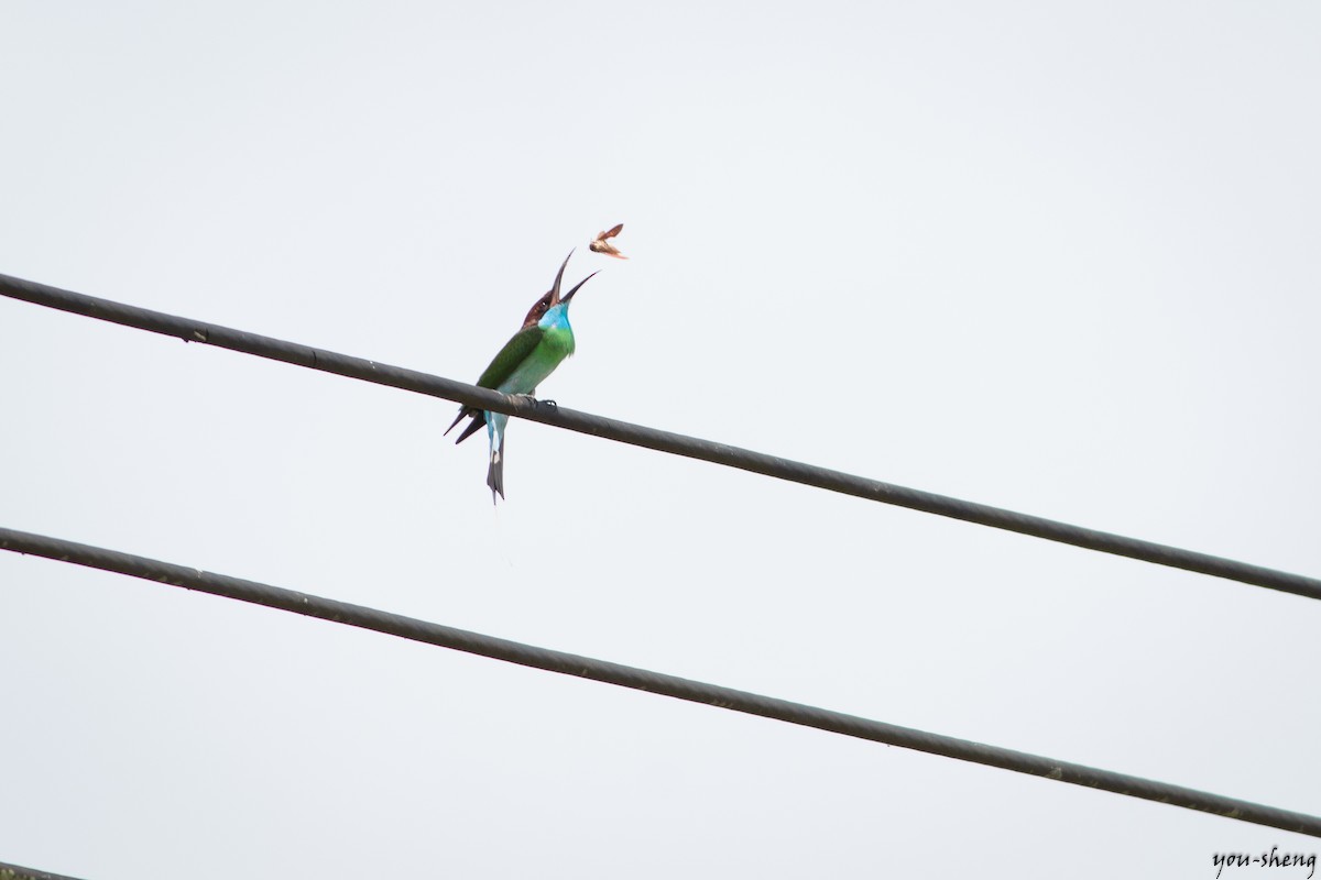 Blue-throated Bee-eater - You-Sheng Lin