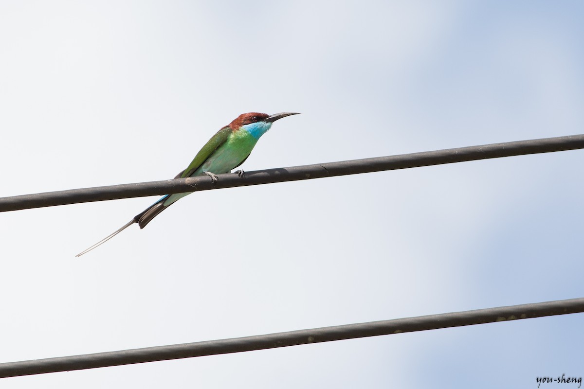 Blue-throated Bee-eater - You-Sheng Lin