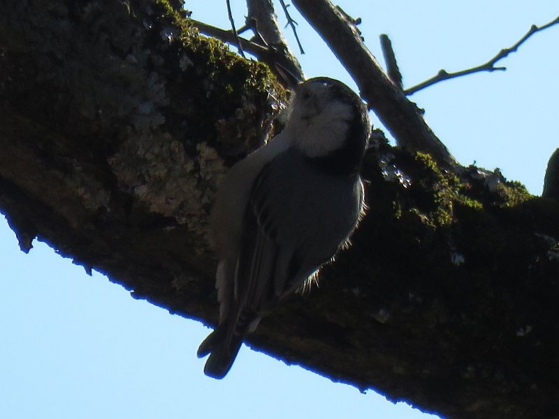White-breasted Nuthatch - Tracy The Birder