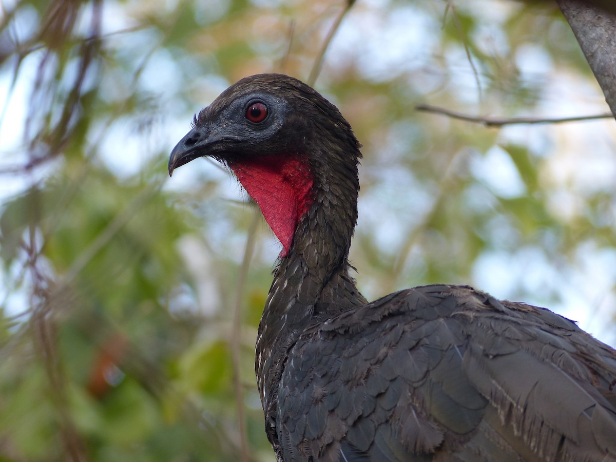 Crested Guan - ML142046471