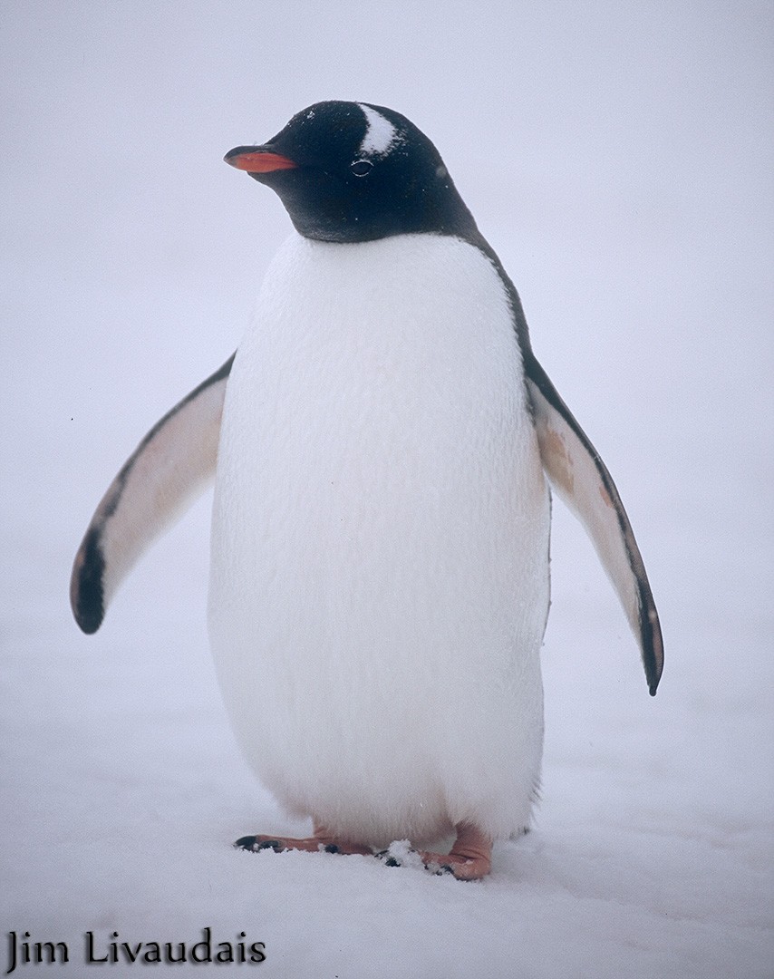 Gentoo Penguin - James Livaudais