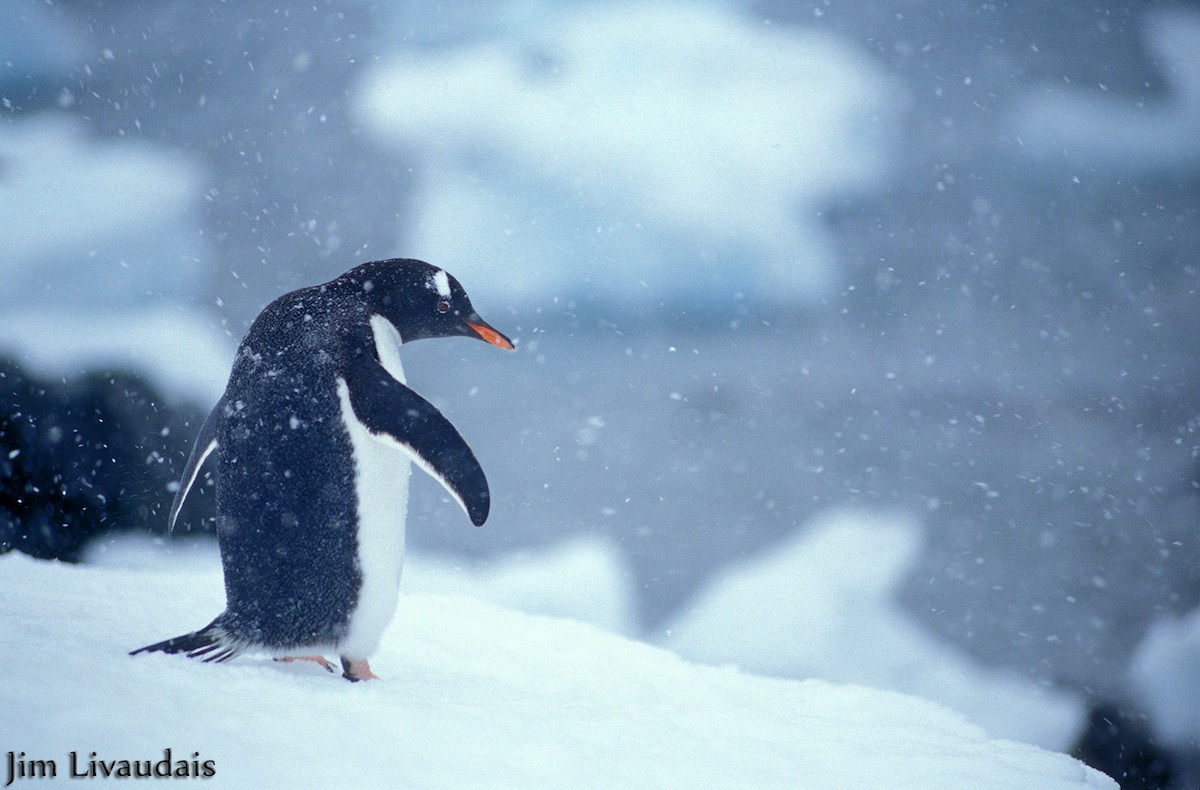 Gentoo Penguin - James Livaudais