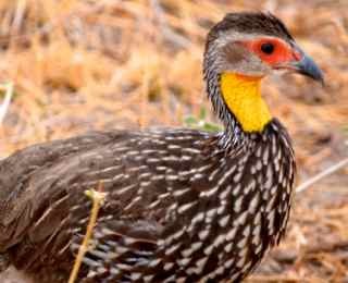 Yellow-necked Spurfowl - Carole Outwater