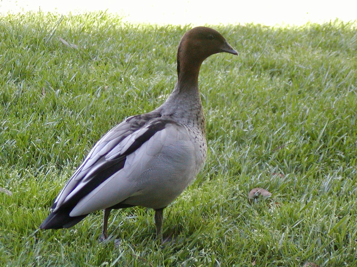 Maned Duck - ML142049571