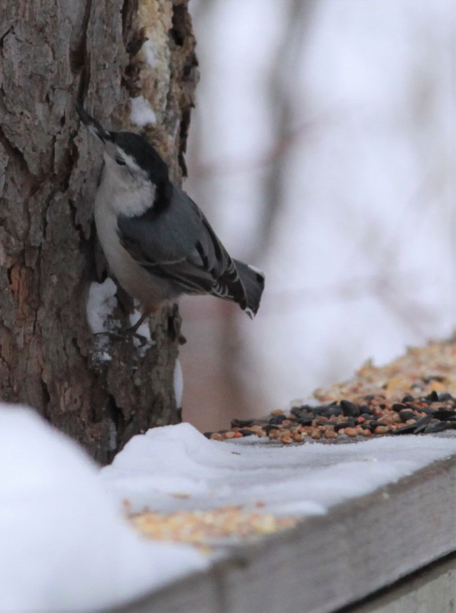 White-breasted Nuthatch - Irene Crosland