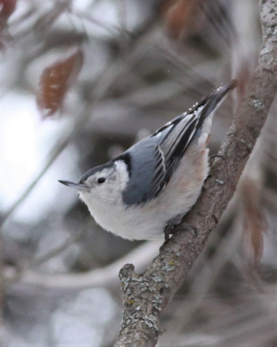 White-breasted Nuthatch - Irene Crosland