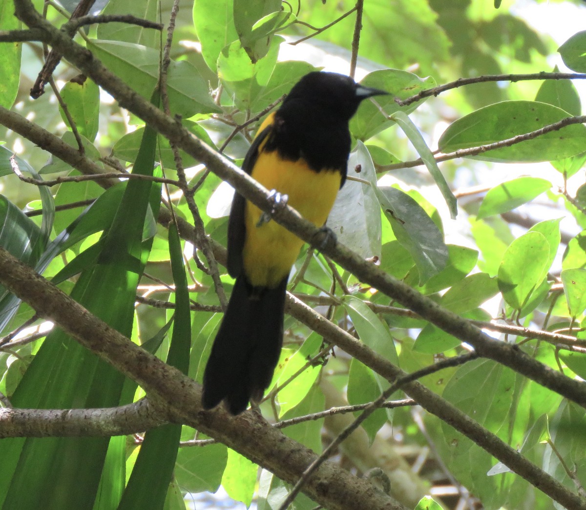 Black-cowled Oriole - Yve Morrell
