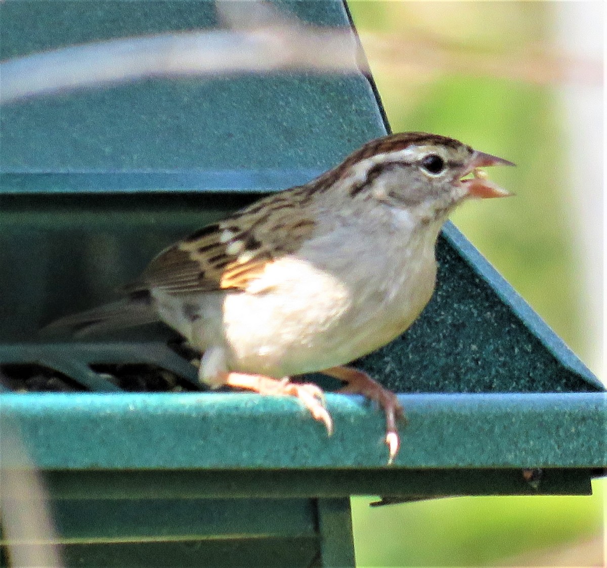 Chipping Sparrow - judy parrot-willis