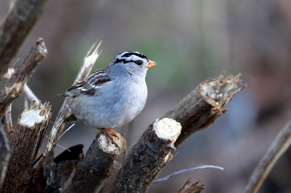 White-crowned Sparrow - Jim Zenor