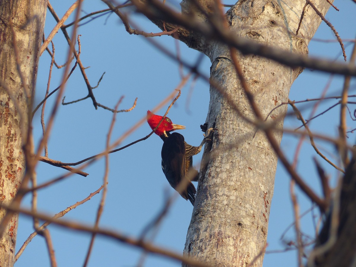 Pale-billed Woodpecker - Eamon Corbett